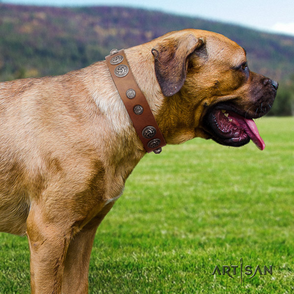 Cane Corso decorated full grain leather dog collar for daily walking