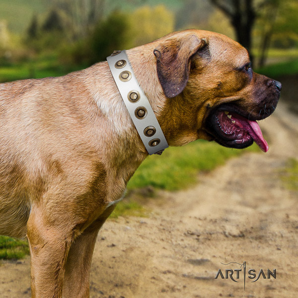 Cane Corso embellished genuine leather dog collar for stylish walking