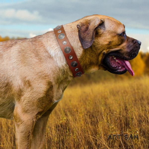 Cane Corso decorated full grain natural leather collar with reliable fittings