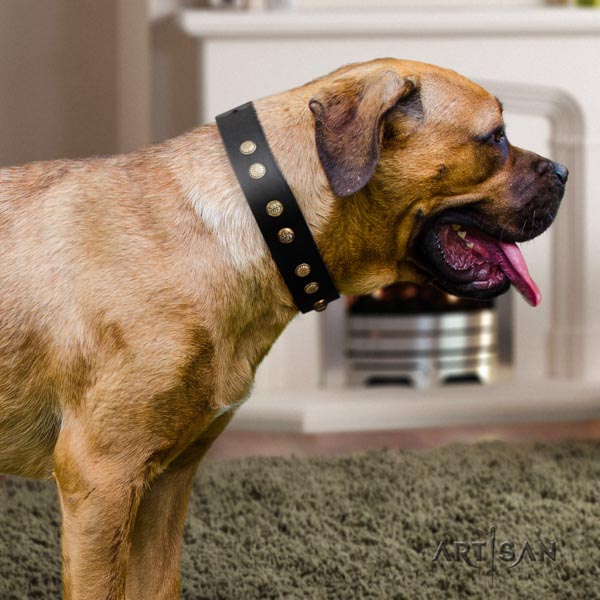 Cane Corso embellished full grain genuine leather collar with corrosion proof traditional buckle