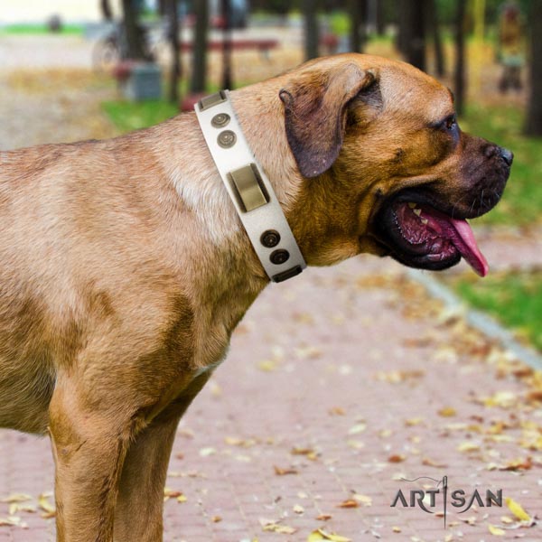 Cane Corso embellished leather collar with corrosion resistant fittings