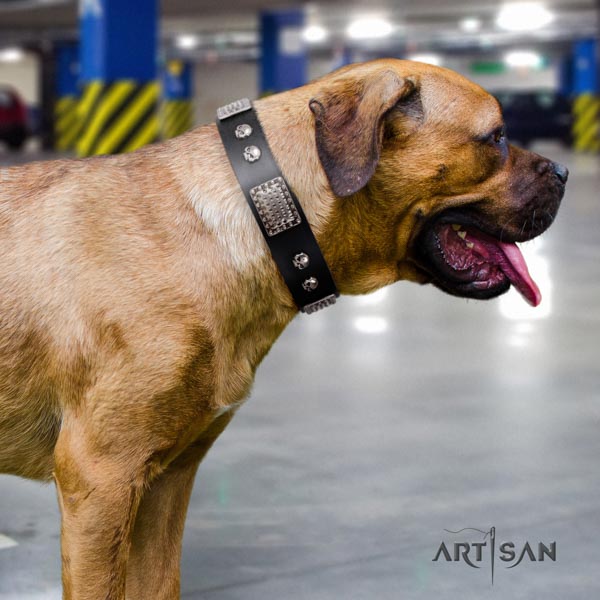 Cane Corso studded genuine leather collar with durable D-ring