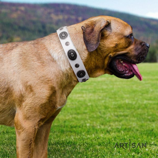 Cane Corso full grain leather collar with durable fittings