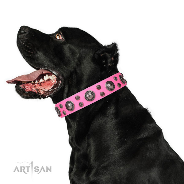 Cane Corso best quality full grain genuine leather dog collar for everyday use