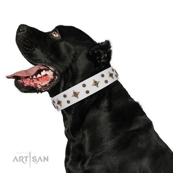 Cane Corso exquisite full grain genuine leather dog collar for basic training