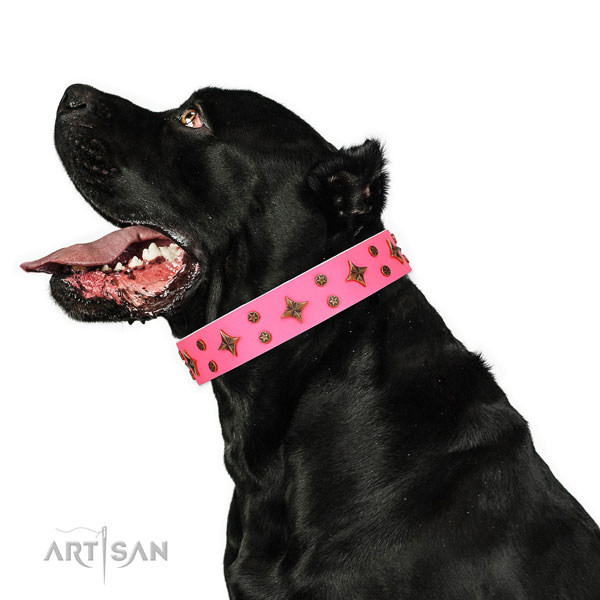 Cane Corso easy to adjust full grain leather dog collar for basic training