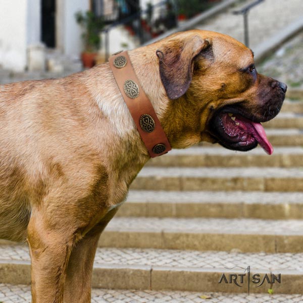Cane Corso embellished full grain natural leather collar with durable fittings
