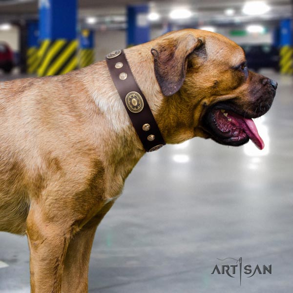 Cane Corso decorated natural genuine leather collar with strong traditional buckle