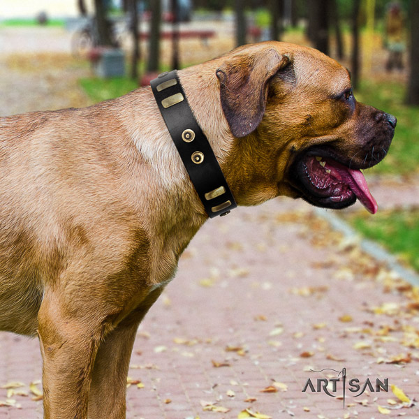 Cane Corso inimitable full grain natural leather dog collar for daily use
