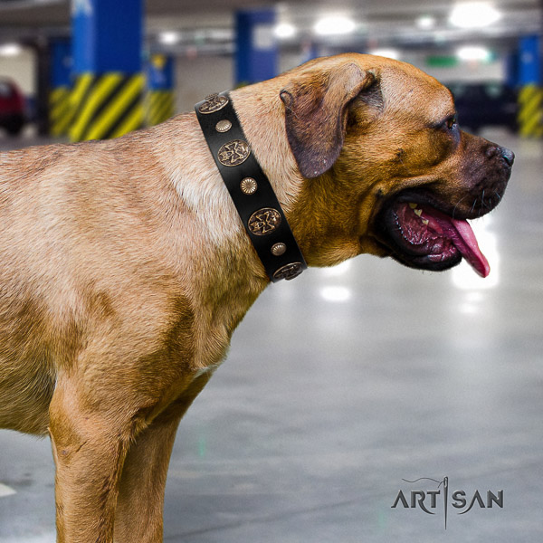 Cane Corso awesome leather dog collar for daily use