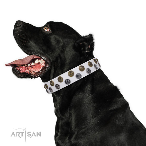 Cane Corso easy adjustable full grain genuine leather dog collar for comfy wearing