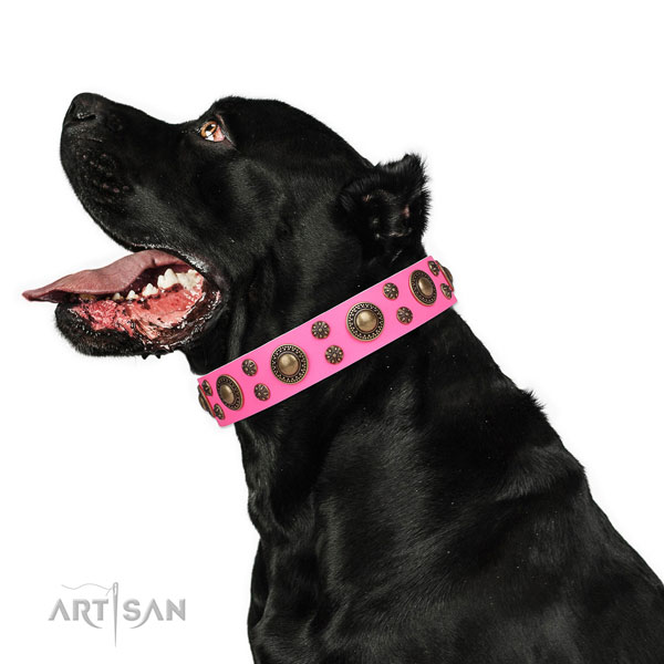 Cane Corso perfect fit leather dog collar for daily use