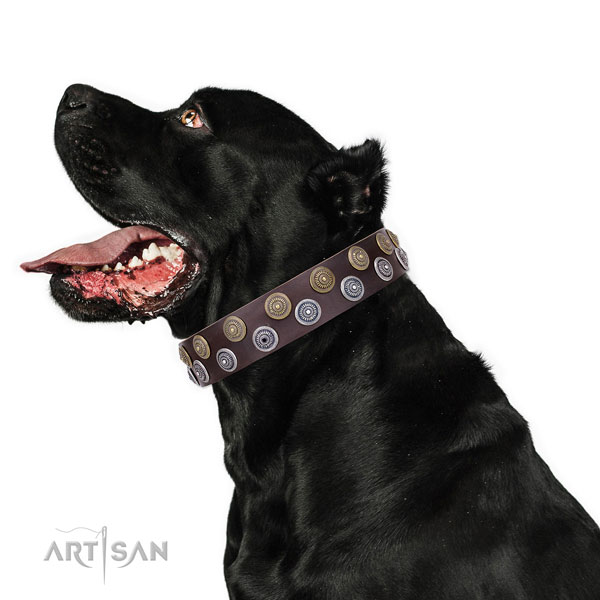 Cane Corso adjustable natural genuine leather dog collar for comfortable wearing