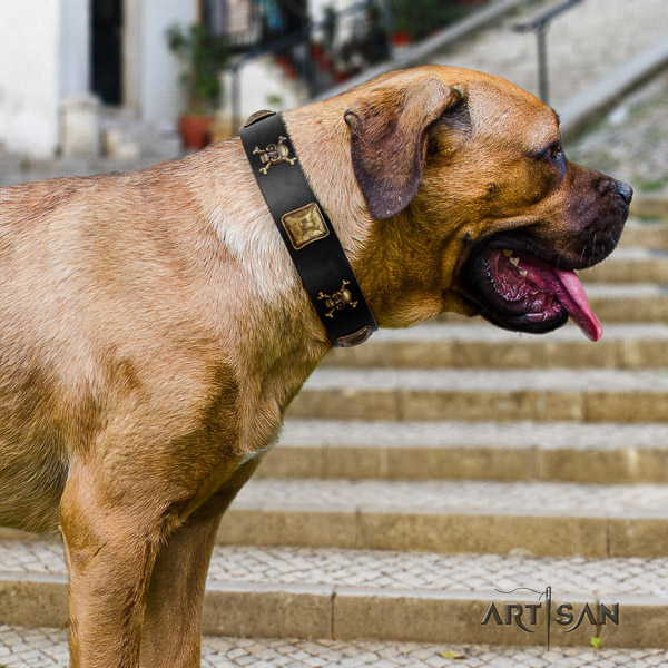 Cane Corso stylish full grain natural leather dog collar for daily use