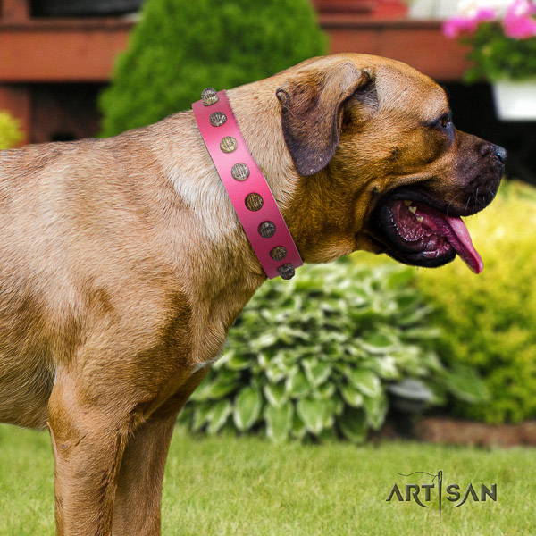 Cane Corso inimitable full grain leather dog collar for daily use