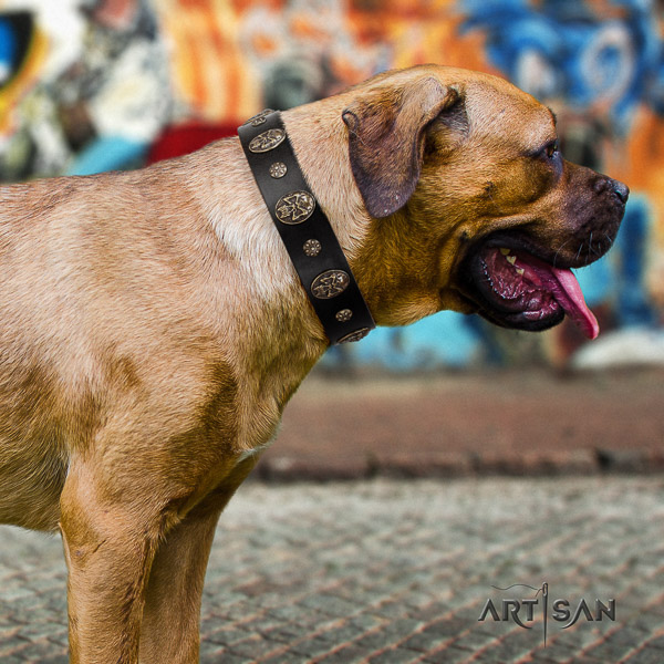 Cane Corso remarkable full grain genuine leather dog collar for fancy walking