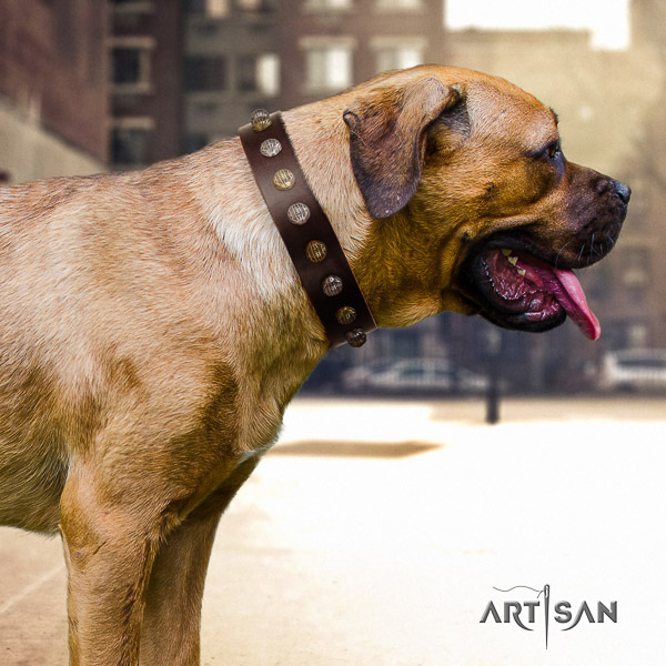 Cane Corso embellished natural genuine leather dog collar for everyday use