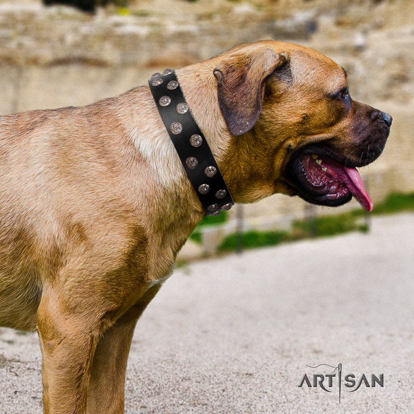 Cane Corso convenient genuine leather dog collar for daily walking