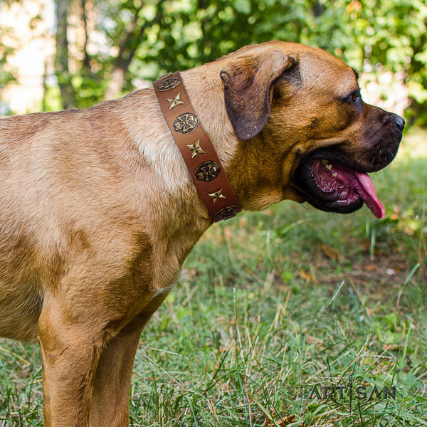 Cane Corso studded genuine leather dog collar for easy wearing