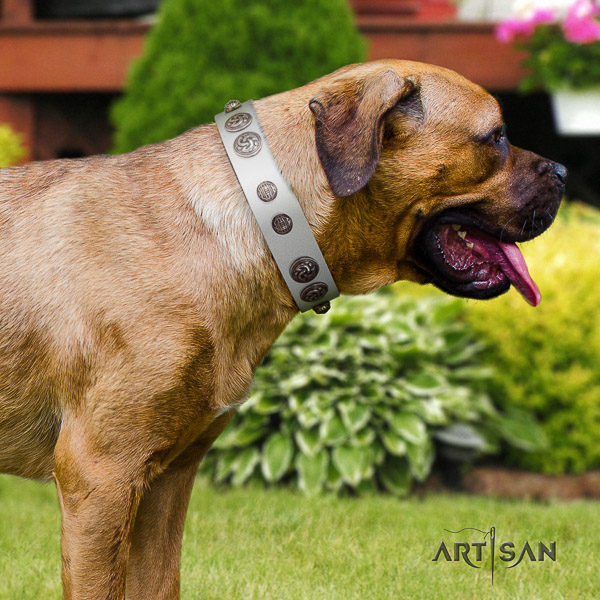 Cane Corso studded full grain natural leather dog collar for walking