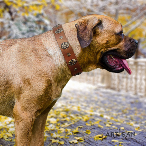 Cane Corso handmade full grain leather dog collar for stylish walking