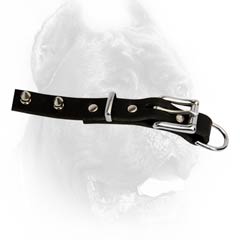 Classy leather dog collar for Cane Corso breed