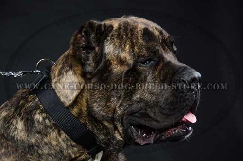 Comfortable Cane Corso Dog Nylon Collar For Regualar Wear