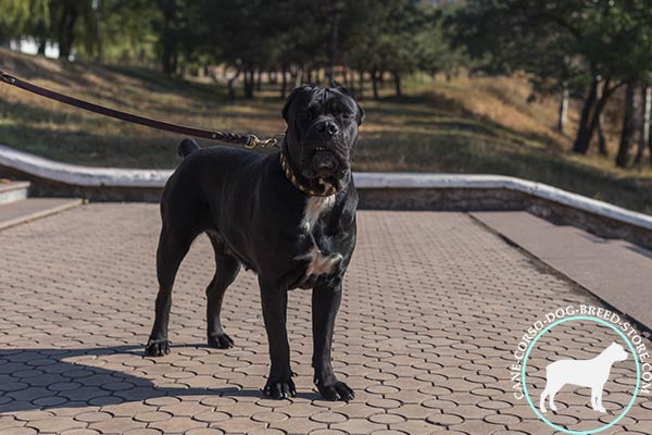 Cane Corso brown leather collar with rust-resistant plates for quality control