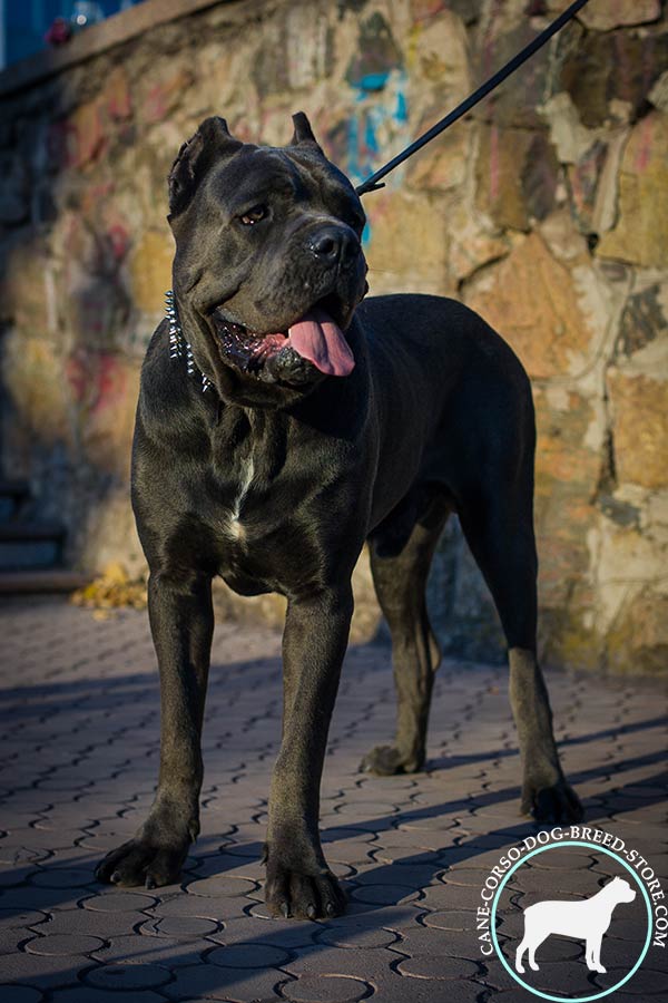 Cane Corso black leather collar extra wide decorated with spikes and studs  for professional use