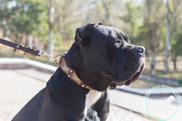 Cane Corso brown leather collar with strong hardware for any activity