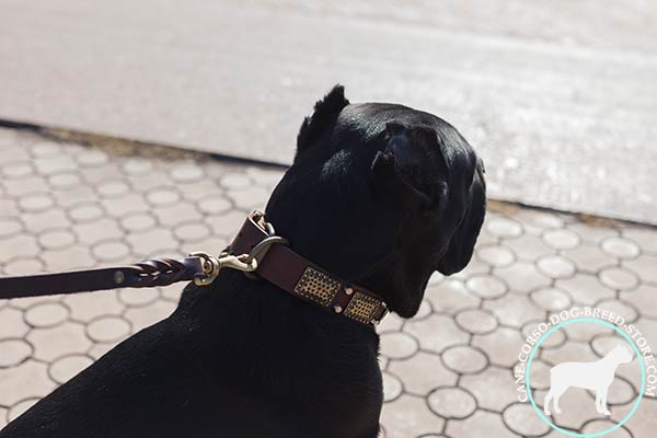 Cane Corso brown leather collar of high quality with brass plated hardware for stylish walks
