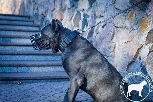 Cane Corso black leather collar wide with handset decoration for improved control