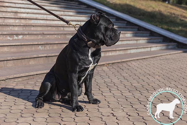 Cane Corso brown leather collar with rustless brass plated fittings for quality control