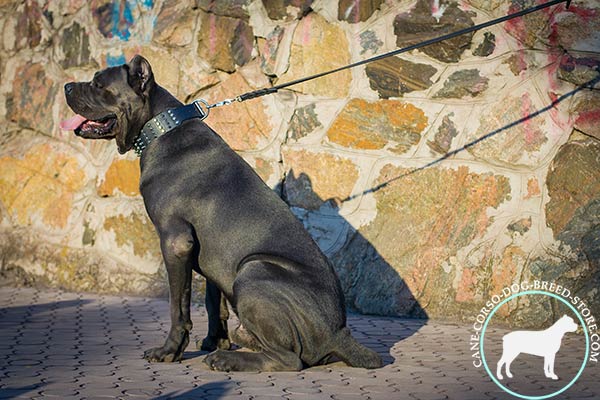 Cane Corso black leather collar with reliable hardware for professional use