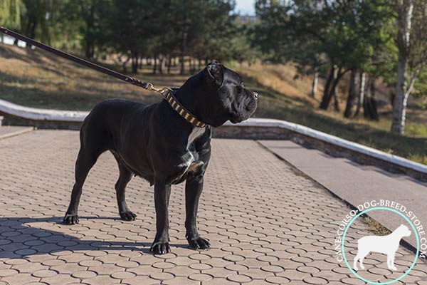 Cane Corso brown leather collar with corrosion resistant fittings for walking