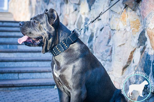 Cane Corso black leather collar of high quality with d-ring for leash attachment for daily walks