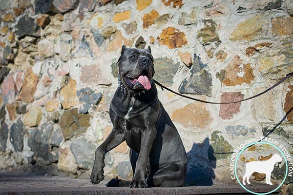 Cane Corso black leather collar of genuine materials adorned with spikes for walking