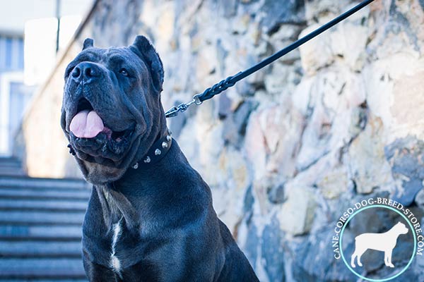 Cane Corso black leather collar of genuine materials with d-ring for leash attachment for walking