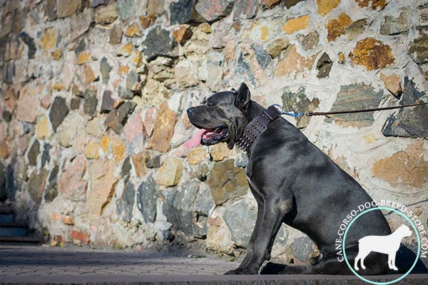 Cane Corso black leather collar of classic design with spikes for any activity