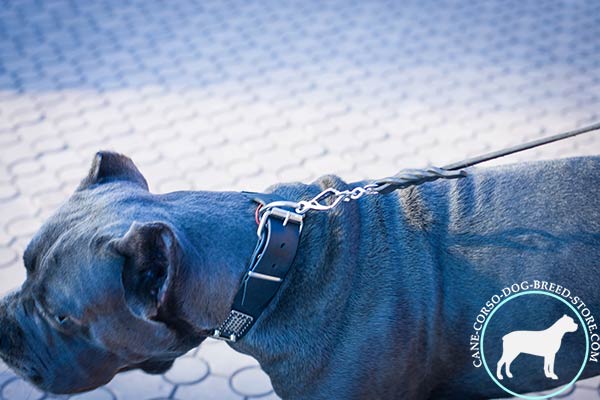 Cane Corso black leather collar of lightweight material decorated with studs and plates for daily activity