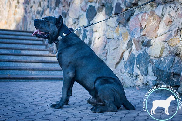 Cane Corso black leather collar with corrosion resistant nickel plated fittings for professional use