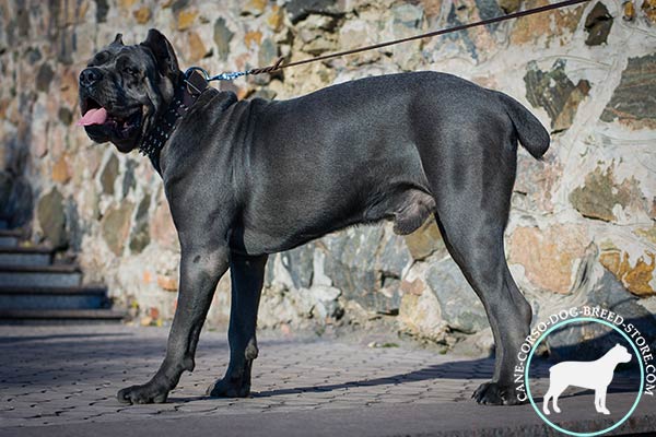 Cane Corso black leather collar of lightweight material with traditional buckle for improved control