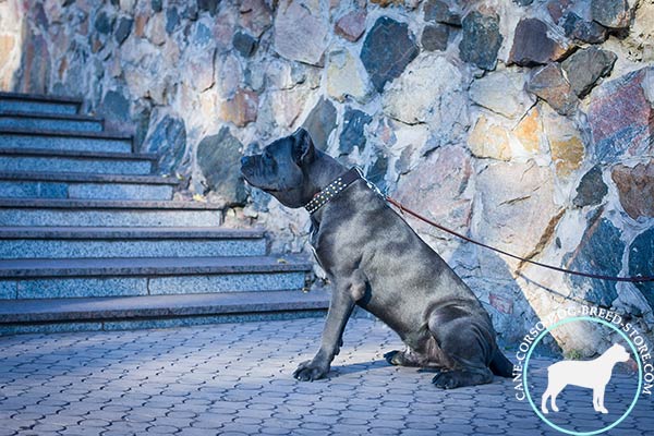 Cane Corso black leather collar with strong nickel plated hardware for daily activity