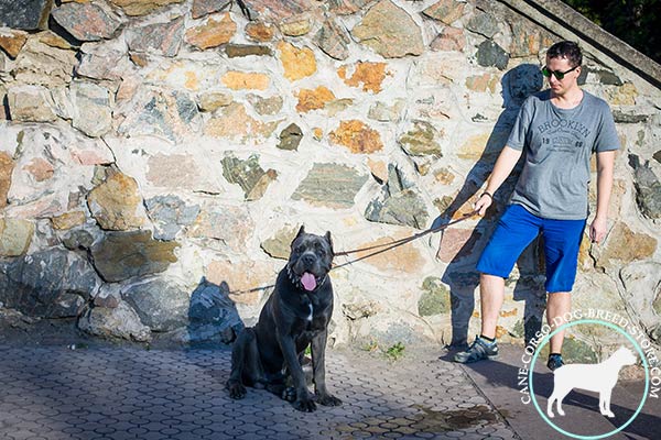 Cane Corso black leather collar with rust-free fittings for basic training