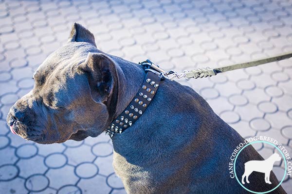 Cane Corso black leather collar adjustable  with traditional buckle for daily walks