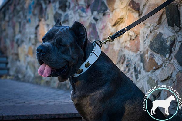 Cane Corso white leather collar of genuine materials with traditional buckle for advanced training