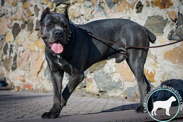 Cane Corso black leather collar with rust-resistant hardware for perfect control