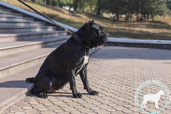 Cane Corso brown leather collar of high quality with d-ring for leash attachment for stylish walks