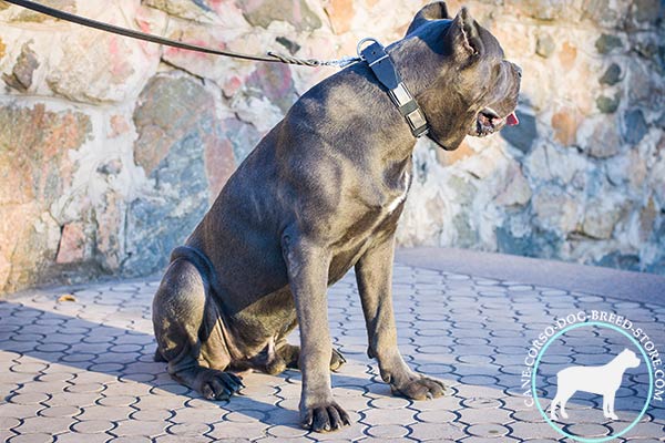 Cane Corso black leather collar adjustable  with traditional buckle for walking