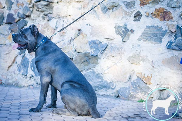 Cane Corso black leather collar of classic design with d-ring for leash attachment for improved control